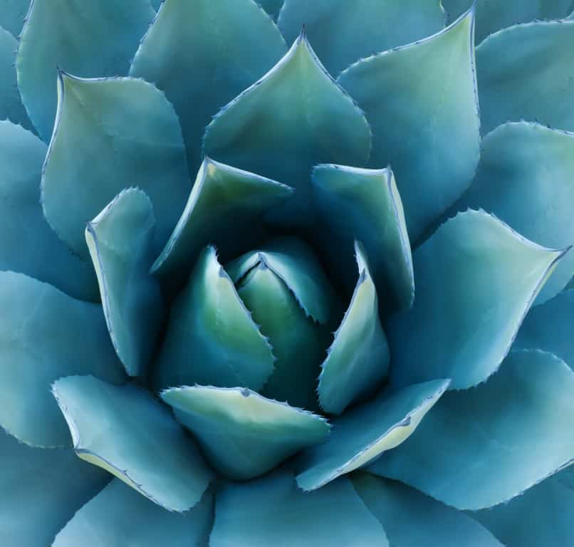 Agave