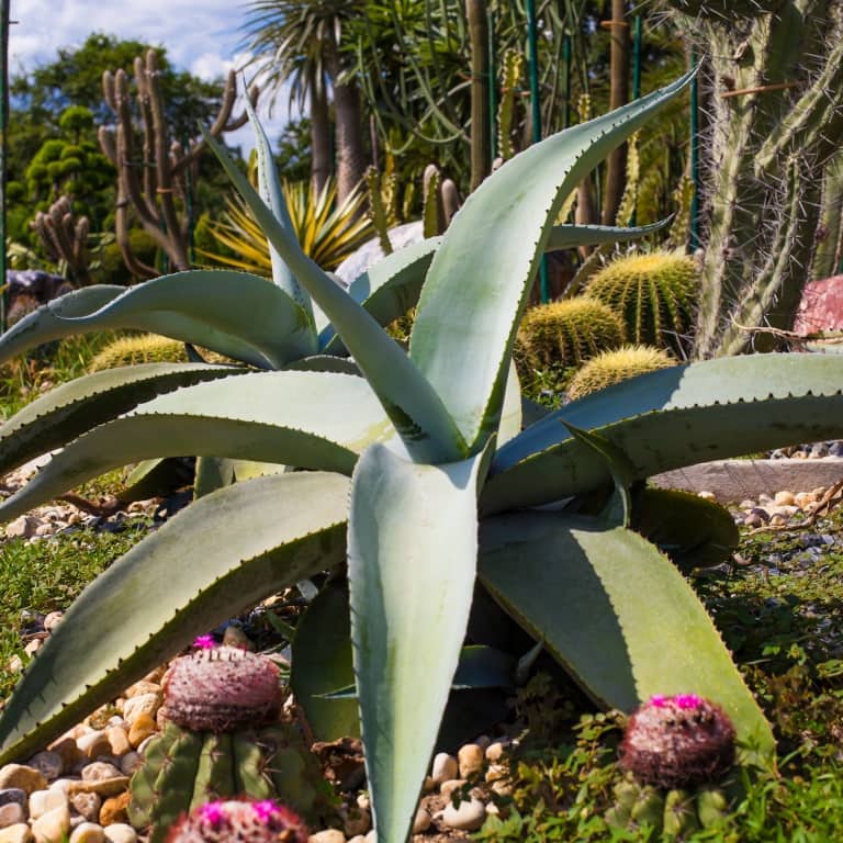 Other desert plants