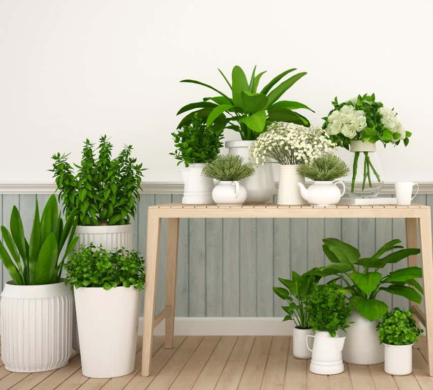 Indoor plants