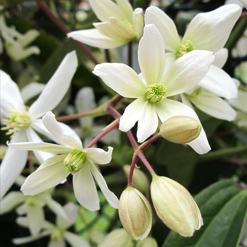 Flowering plants