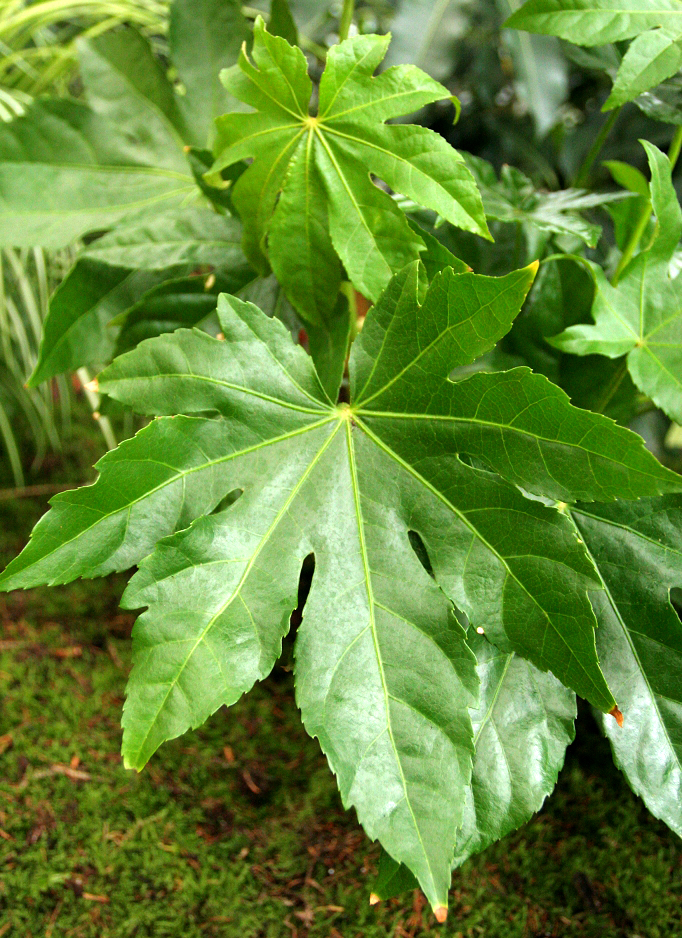 Foliage plants