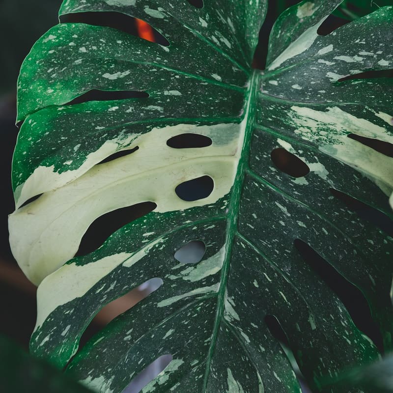 Variegated plants