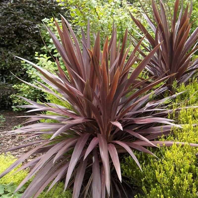 Cordyline