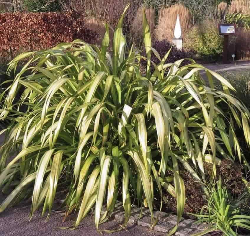 Phormium