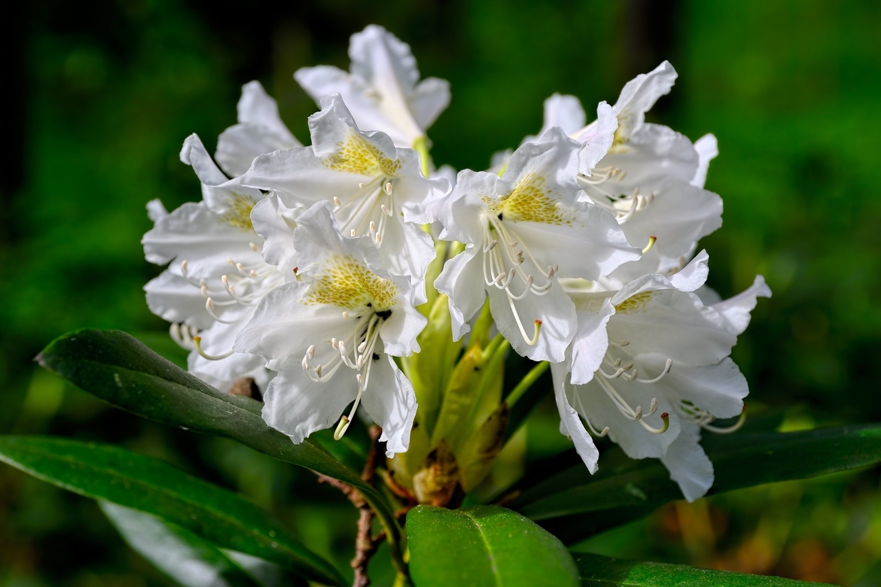 Rhododendron