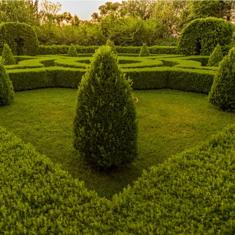 Buxus