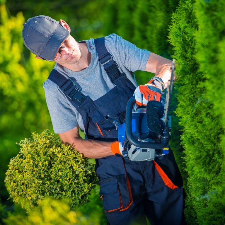 Hedge and shrub accessories