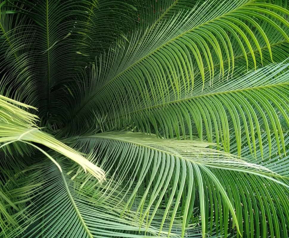 Cycas panzhihuaensis