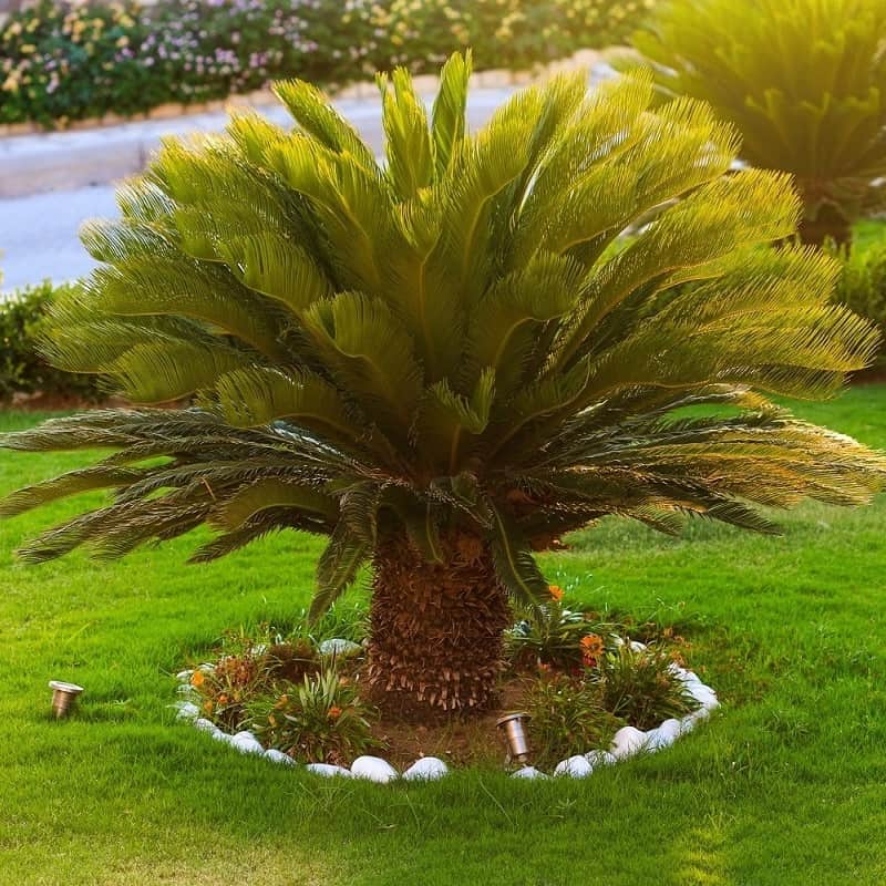 Cycas revoluta