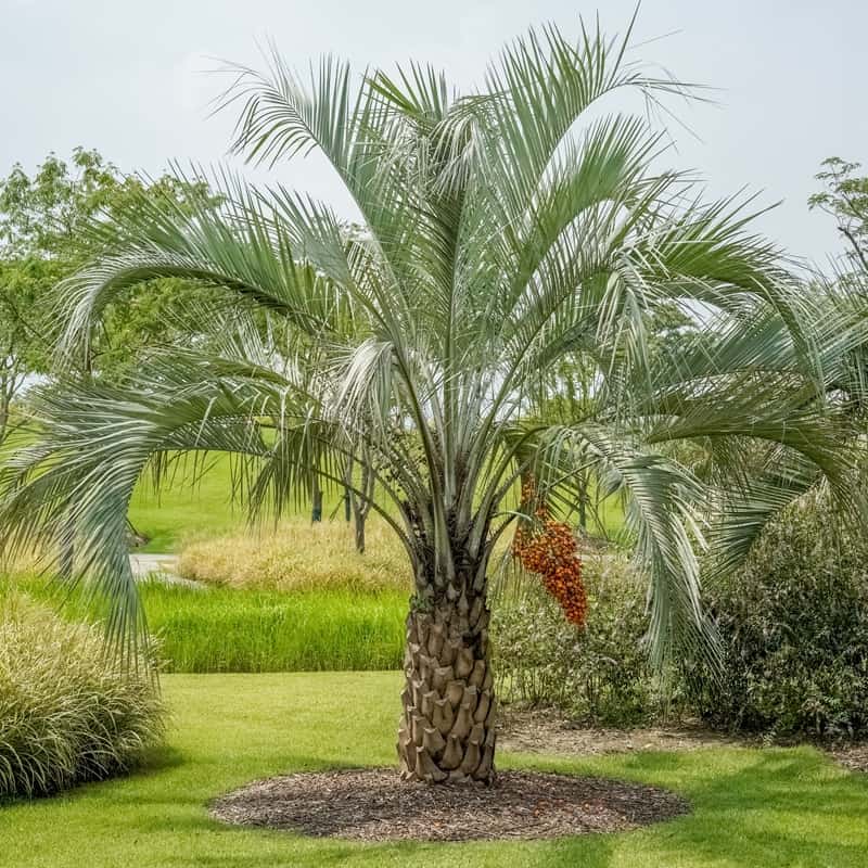 Butia capitata