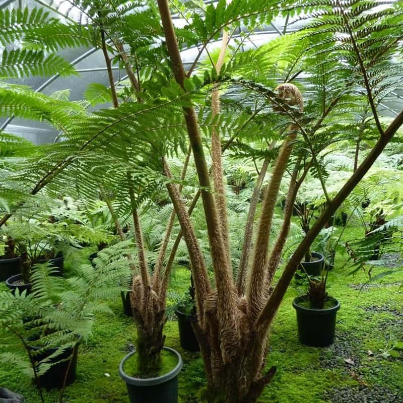 Cyathea cooperi