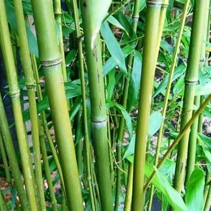 Phyllostachys bissetii