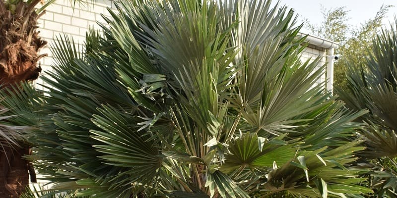Chamaerops humilis Vulcano Chamaerops humilis Vulcano