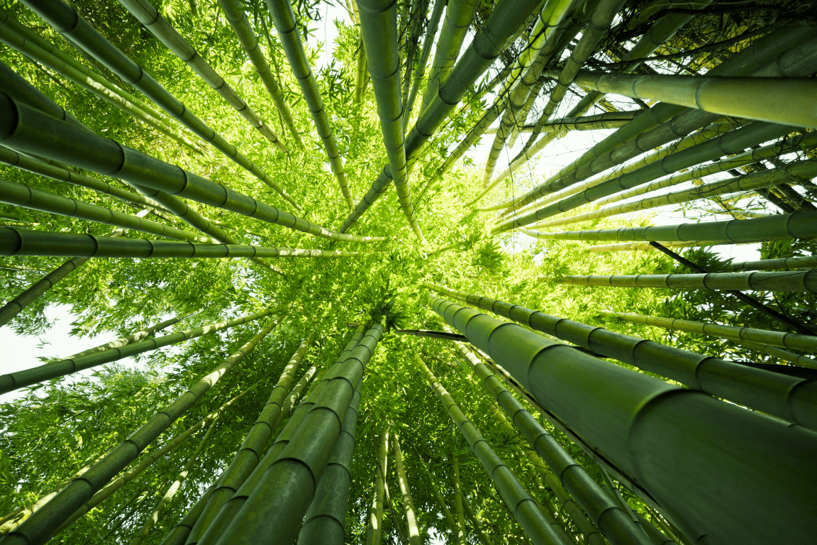 Bamboo and grasses