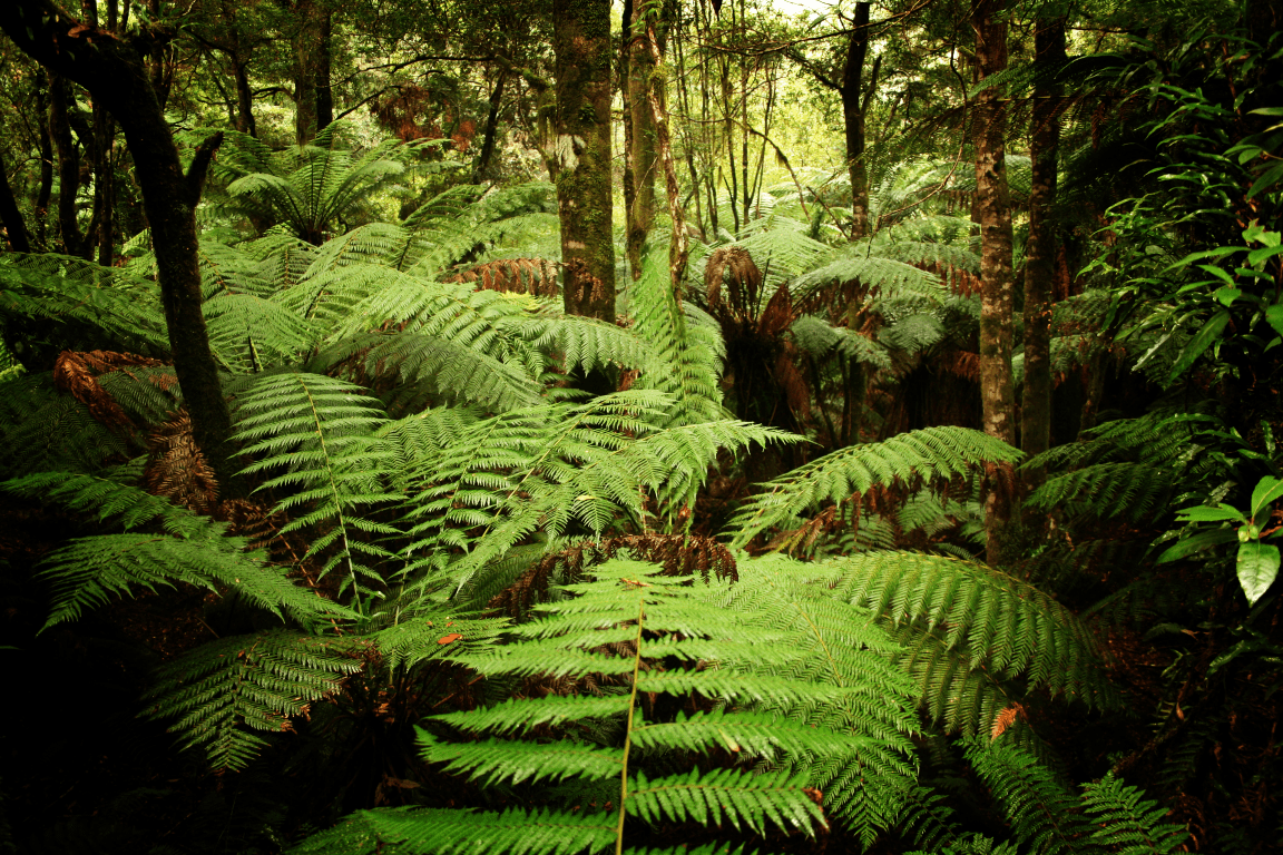 Ferns