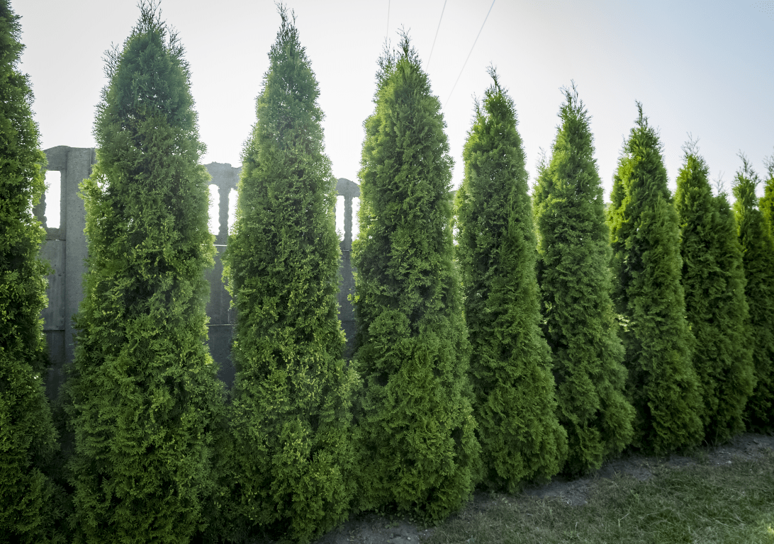 Hedges and Shrubs