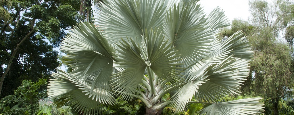 Other palm trees Other palm trees