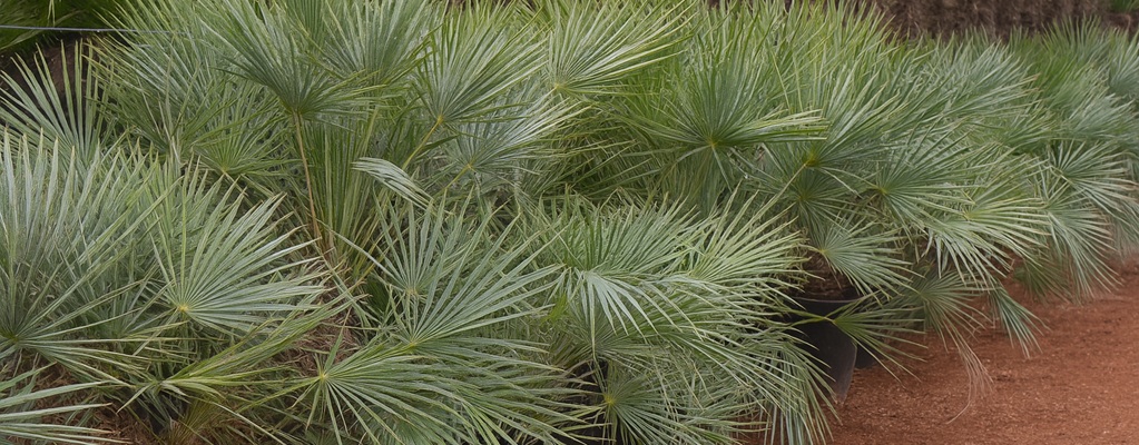 Chamaerops humilis Cerifera Chamaerops humilis Cerifera