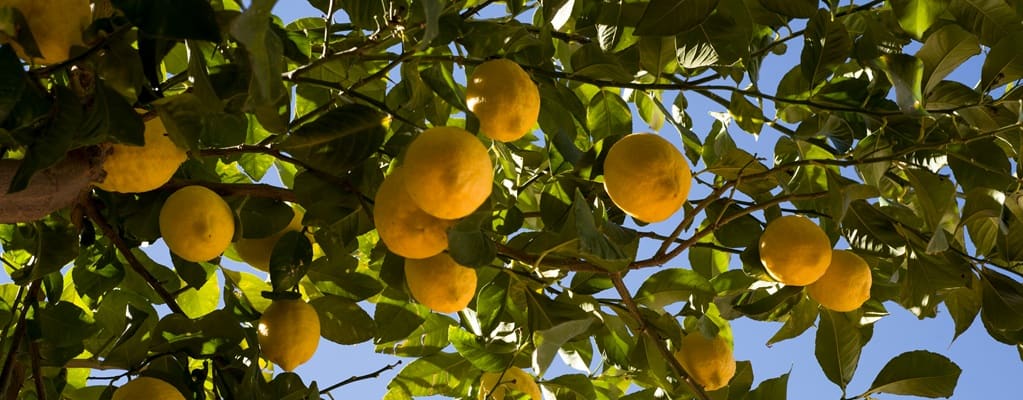 Citrus Lemon Citrus Lemon