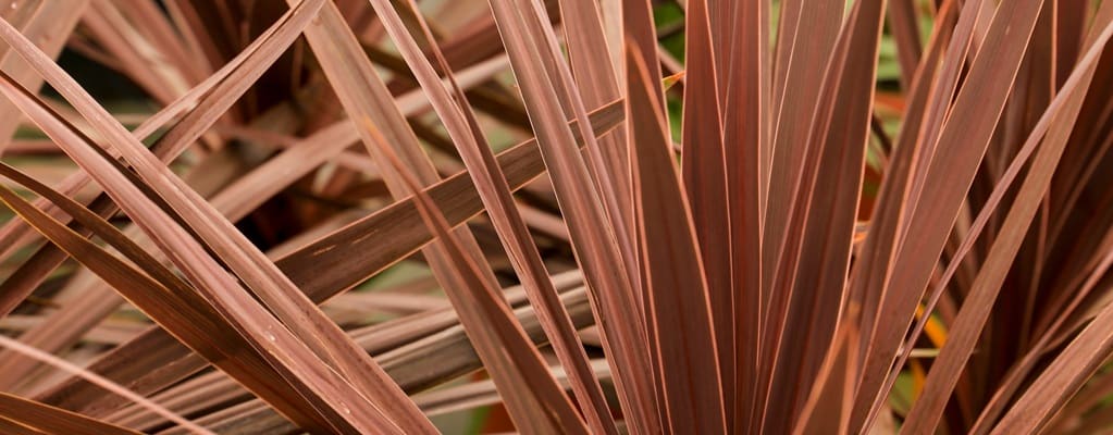 Cordyline & Phormium Cordyline & Phormium