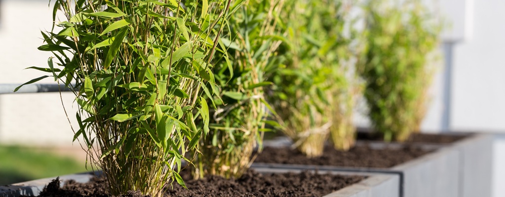 Bamboe for in a pot Bamboe for in a pot