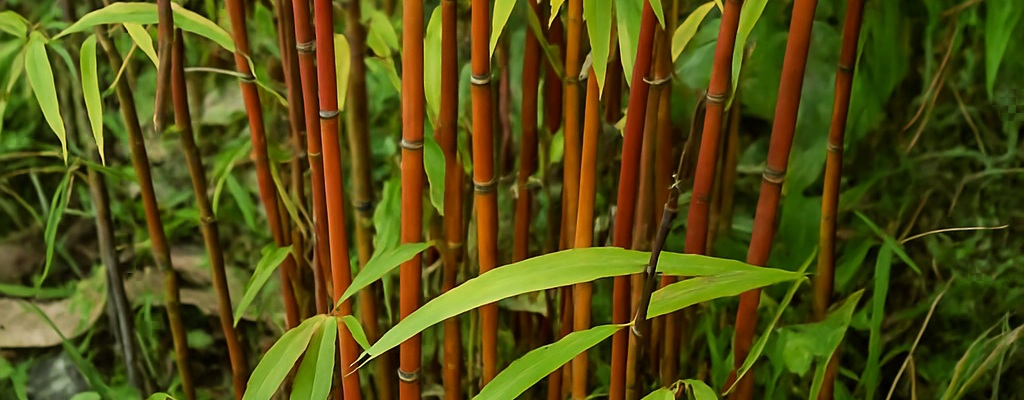 Fargesia jiuzhaigou Fargesia jiuzhaigou