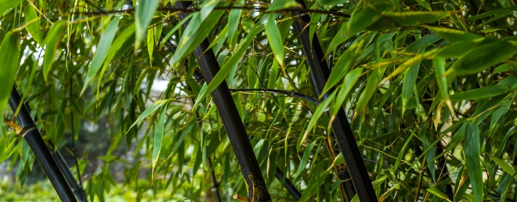 Fargesia nitida Black Pearl Fargesia nitida Black Pearl