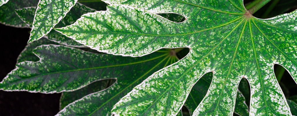 Fatsia & Schefflera Fatsia & Schefflera