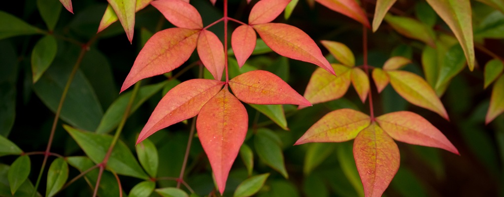 Compact ornamental hedges Compact ornamental hedges