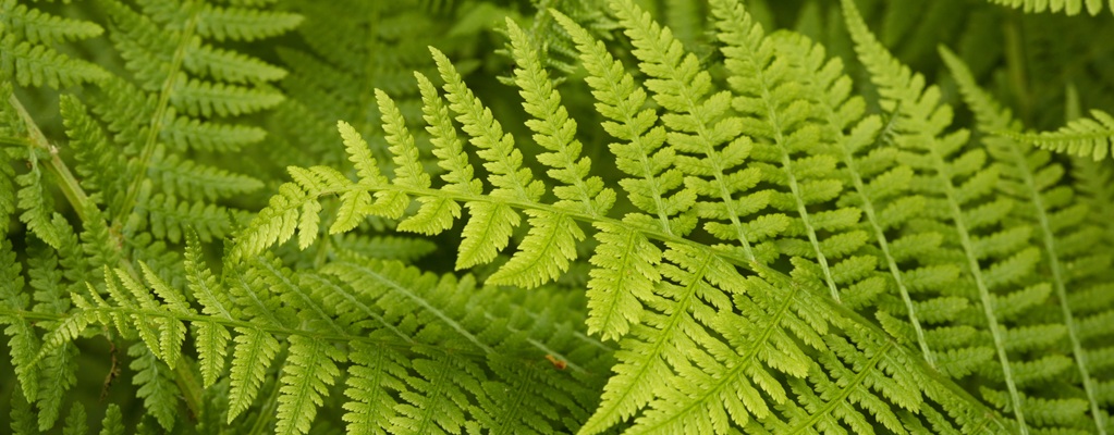 Outdoor shade plants Outdoor shade plants