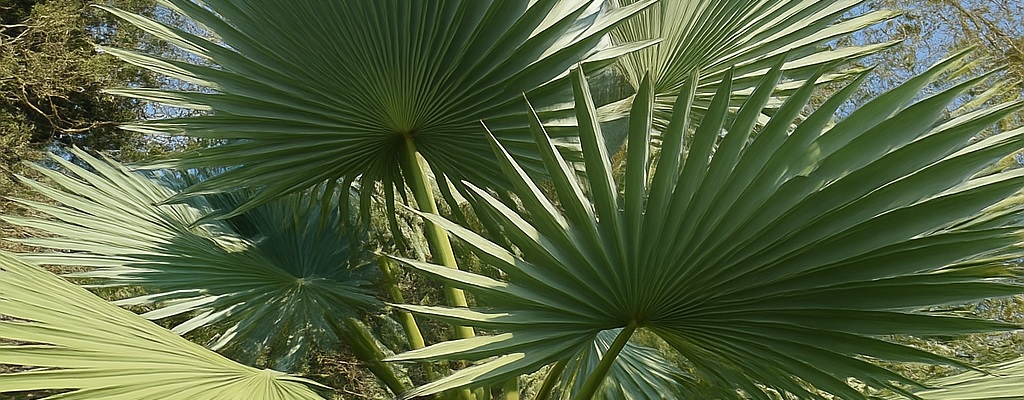 Other Trachycarpus Other Trachycarpus