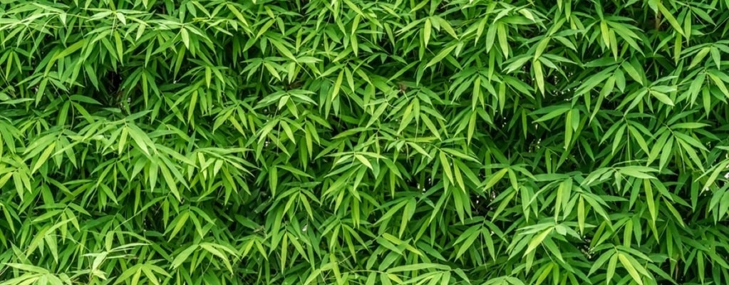 Bamboo hedges Bamboo hedges