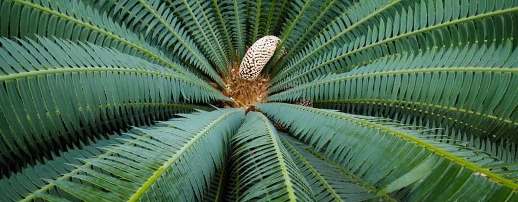 Cycas