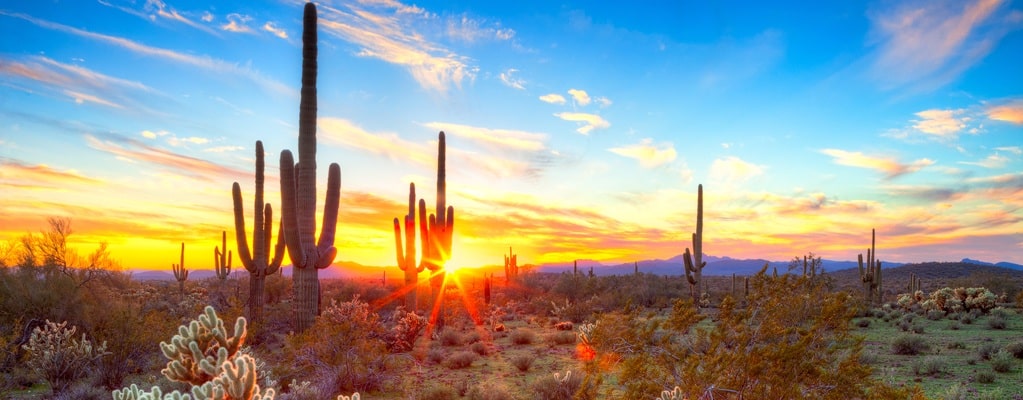 Desert plants Desert plants