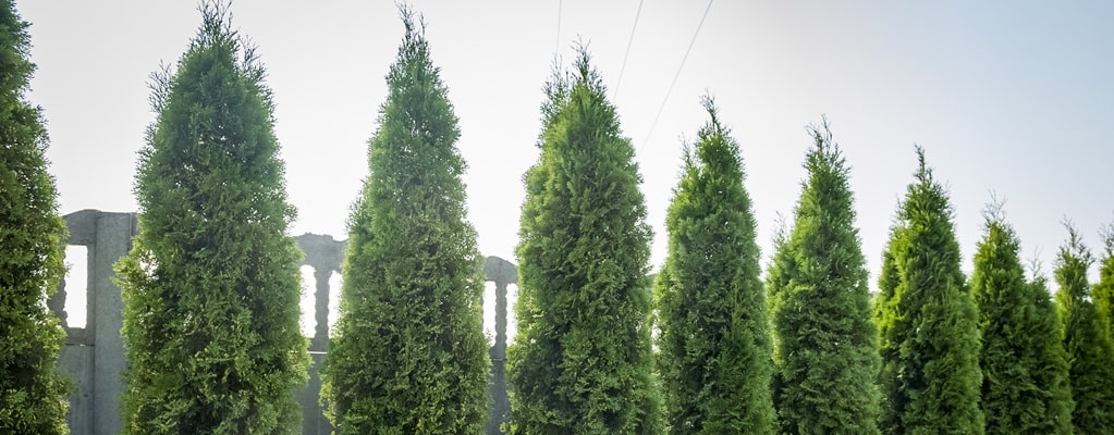 Hedges and Shrubs Hedges and Shrubs