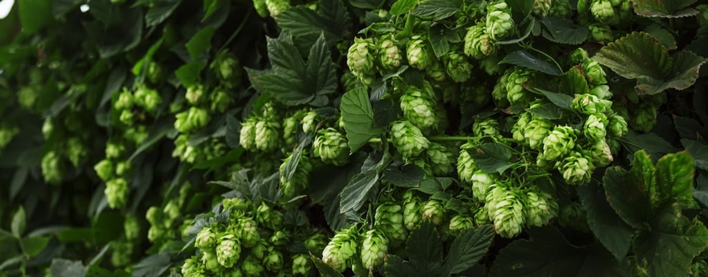 Other plants Other plants