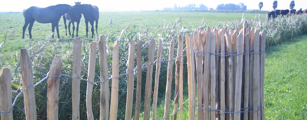 Chestnut fencing Chestnut fencing