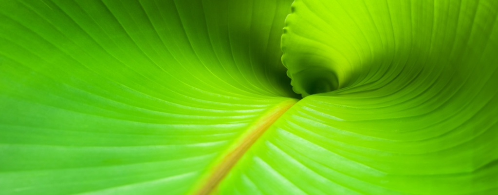 Musa - Banana plant