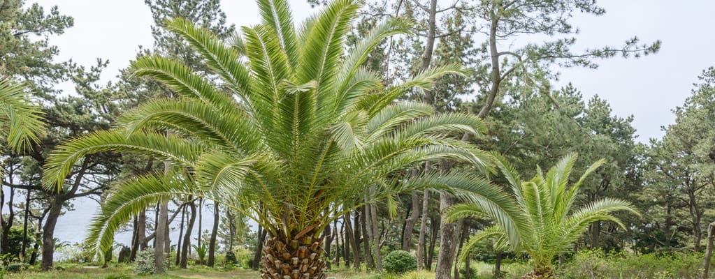 Phoenix canariensis Phoenix canariensis
