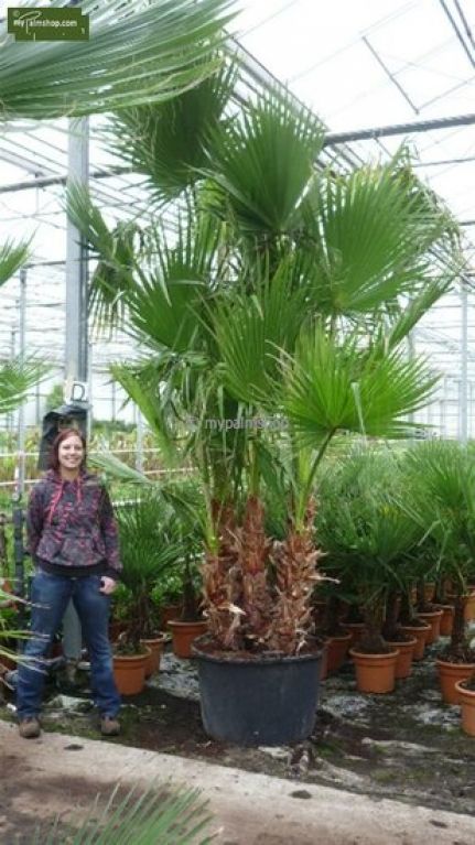 Washingtonia robusta multitrunk