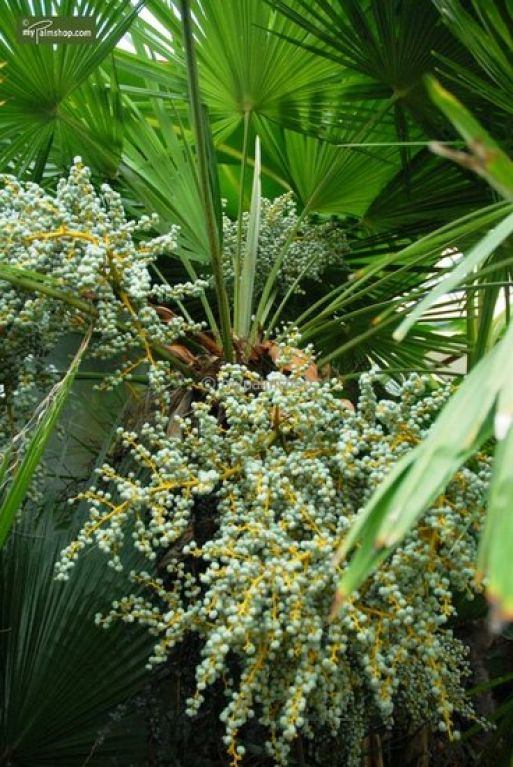 Trachycarpus fortunei