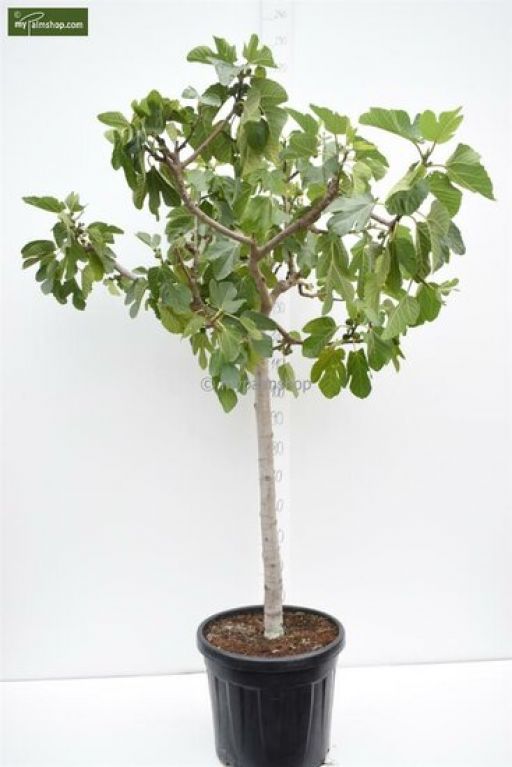 Ficus carica Brown Turkey