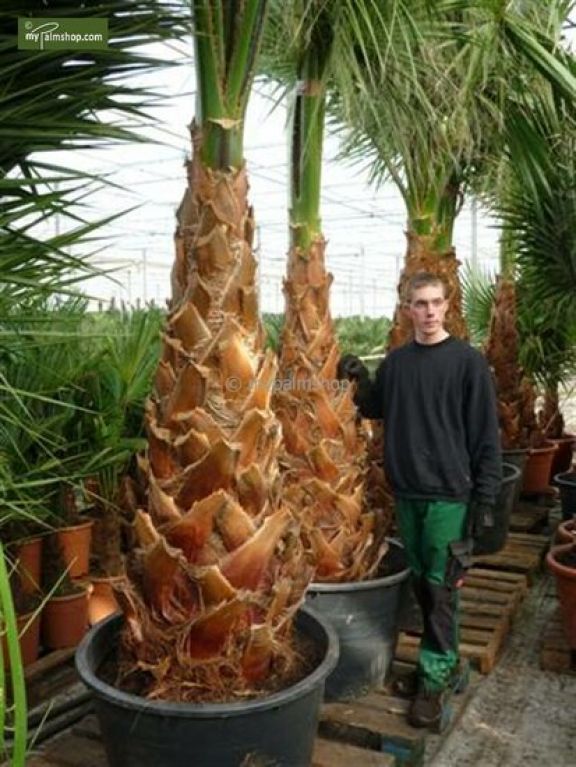 Washingtonia robusta