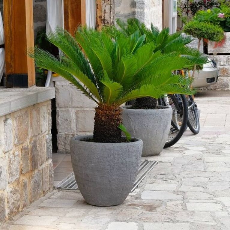 Cycas revoluta