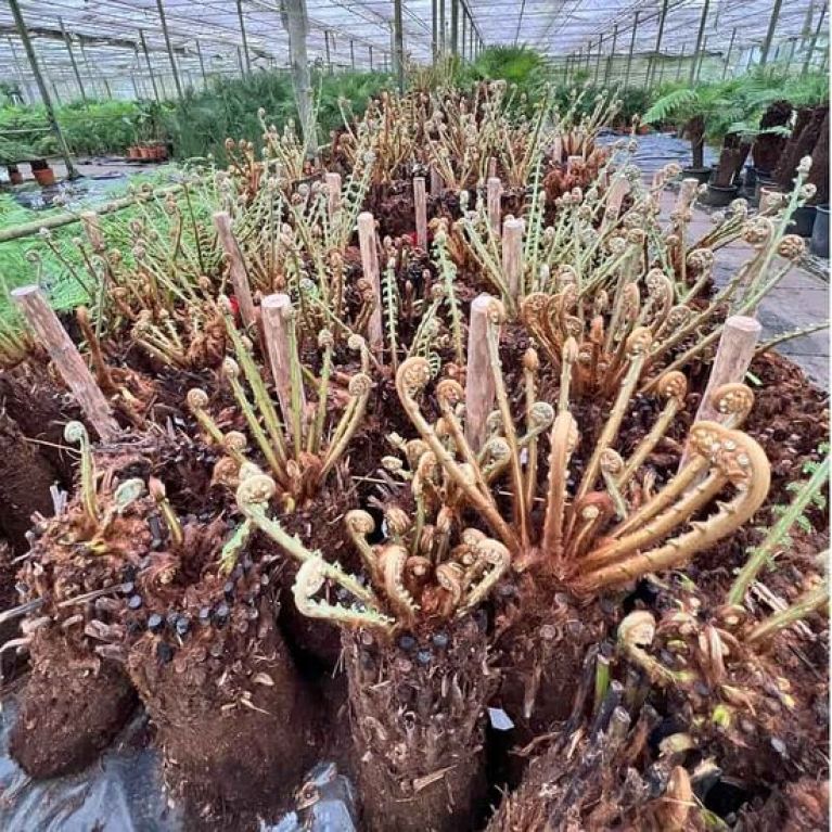 Dicksonia antarctica bare rooted trunk