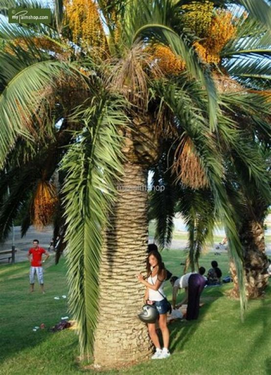 Phoenix canariensis