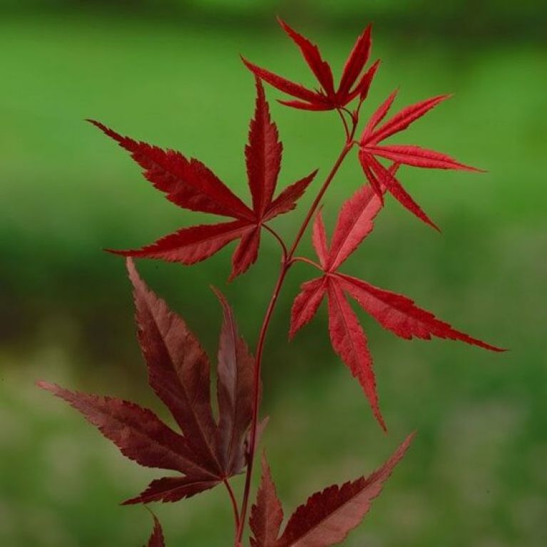 Acer palmatum Bloodgood