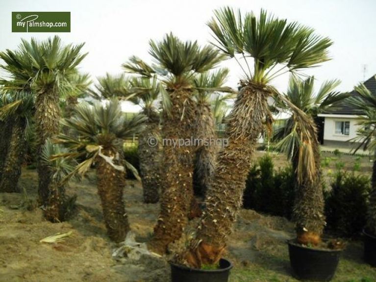 Trithrinax campestris