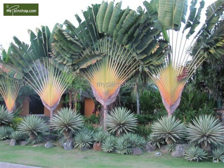 Ravenala madagascariensis