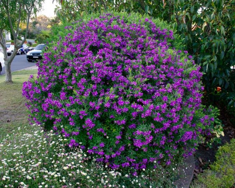 Polygala myrtifolia 1